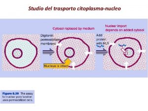 Studio del trasporto citoplasmanucleo Trasporto dellm RNA Trasporto