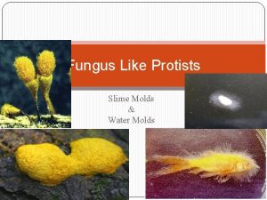 Fungus Like Protists Slime Molds Water Molds Funguslike