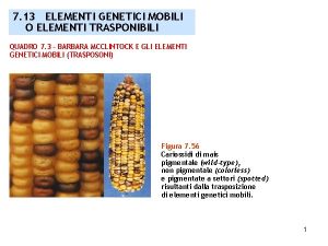 7 13 ELEMENTI GENETICI MOBILI O ELEMENTI TRASPONIBILI