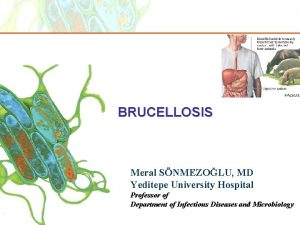 BRUCELLOSIS Meral SNMEZOLU MD Yeditepe University Hospital Professor