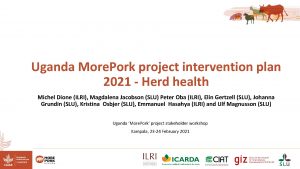 Uganda More Pork project intervention plan 2021 Herd