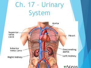 Ch 17 Urinary System Urinary System Structures Pair