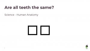 Are all teeth the same Science Human Anatomy