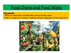 Food Chains and Food Webs Key question What