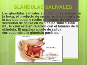 GLNDULAS SALIVALES Las glndulas salivales son glndulas anexas