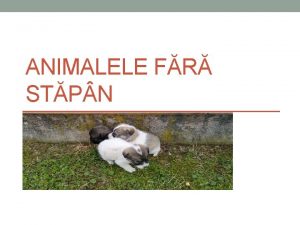 ANIMALELE FR STP N PROBLEME IDENTIFICATE La nivelul