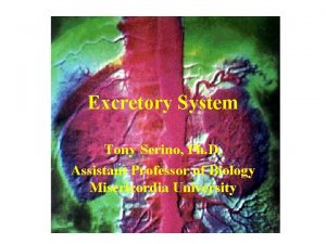 Excretory System Tony Serino Ph D Assistant Professor
