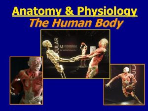 Anatomy Physiology The Human Body Body Organization Whats