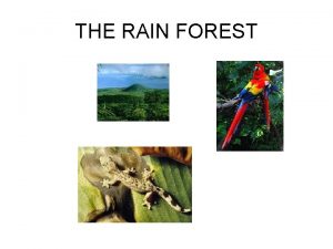 THE RAIN FOREST Where are tropical rainforests Tropical