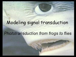 Modeling signal transduction Phototransduction from frogs to flies