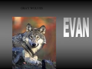 GRAY WOLVES My animal is called a Gray