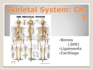 Skeletal System Ch 7 Bones 206 Ligaments Cartilage