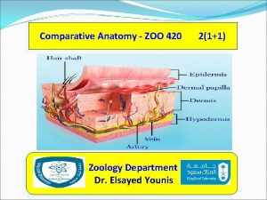 Comparative Anatomy ZOO 420 Zoology Department Dr Elsayed