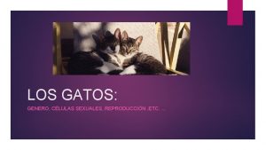 LOS GATOS GENERO CLULAS SEXUALES REPRODUCCIN ETC DIFERENCIAS