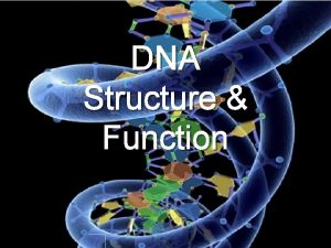 DNA Structure Function What is DNA DNA Deoxyribonucleic