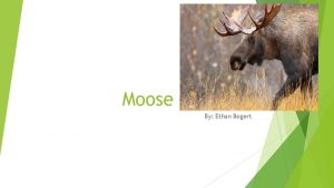 Moose By Ethan Bogert Fun Facts about Moose