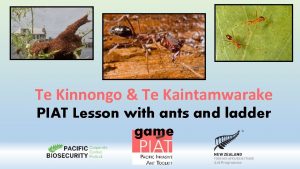 Te Kinnongo Te Kaintamwarake PIAT Lesson with ants