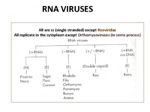 RNA VIRUSES All are ss single stranded except