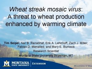 Wheat streak mosaic virus A threat to wheat