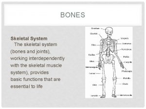 BONES Skeletal System The skeletal system bones and