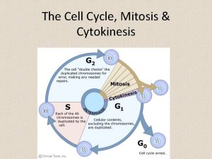 The Cell Cycle Mitosis Cytokinesis Unit 2 What