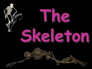 The Skeleton The Human Skeleton Learn major bones