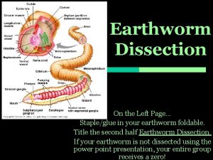 Earthworm Dissection On the Left Page Stapleglue in