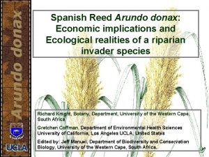 Arundo donax Spanish Reed Arundo donax Economic implications