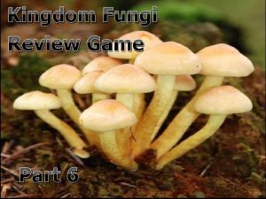 Kingdom Fungi Review Game Part 6 Kingdom Fungi