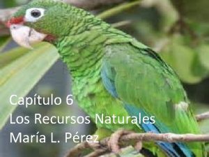 Captulo 6 Los Recursos Naturales Mara L Prez