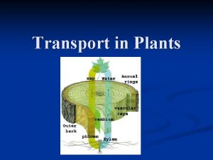 Transport in Plants a Xylem n n Dead