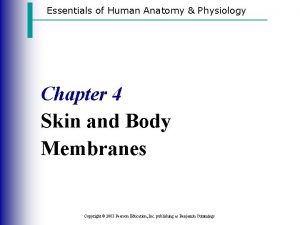Essentials of Human Anatomy Physiology Chapter 4 Skin