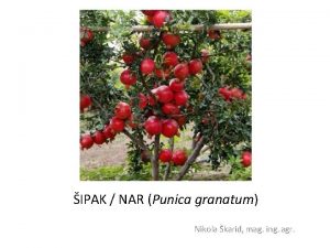 IPAK NAR Punica granatum Nikola karid mag ing