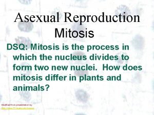 Asexual Reproduction Mitosis DSQ Mitosis is the process