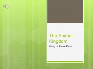 The Animal Kingdom Living on Planet Earth Animal