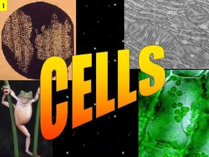 1 Cell Theory All living things are made