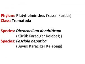 Phylum Platyhelminthes Yasss Kurtlar Class Trematoda Species Dicrocoelium