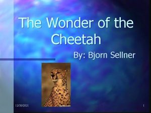 The Wonder of the Cheetah By Bjorn Sellner