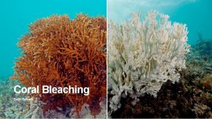 Coral Bleaching Sam Rosen 1 Time to Ka