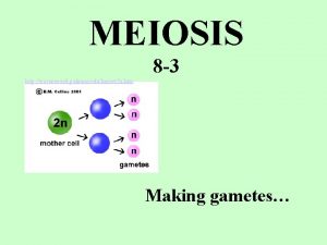 MEIOSIS 8 3 http waynesword palomar edulmexer 2