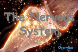 The Nervous System Overview sensory input monitors changes