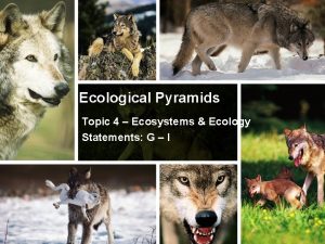 Ecological Pyramids Topic 4 Ecosystems Ecology Statements G