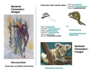 Bacterial Fermenters Hindgut Petauroides volans greater glider Order