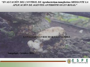 EVALUACIN DEL CONTROL DE Agrobacterium tumefaciens MEDIANTE LA