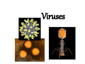 Viruses Virus intracellular parasites small infectious agent that