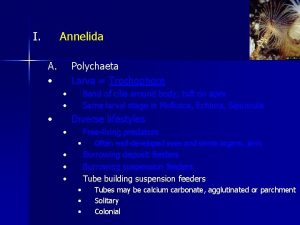 I Annelida A Polychaeta Larva Trochophore Band of