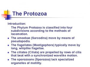 The Protozoa Introduction The Phylum Protozoa is classified