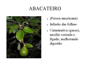 ABACATEIRO Persea americana Infuso das folhas Carminativa gases