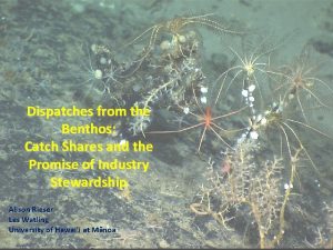 Dispatches from the Benthos Catch Shares and the