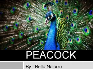 THE PEACOCK By Bella Najarro CLASSIFICATION o Scientific